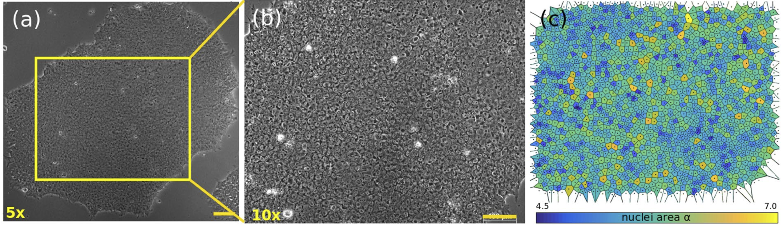Simulated human embryonic stem cell colony